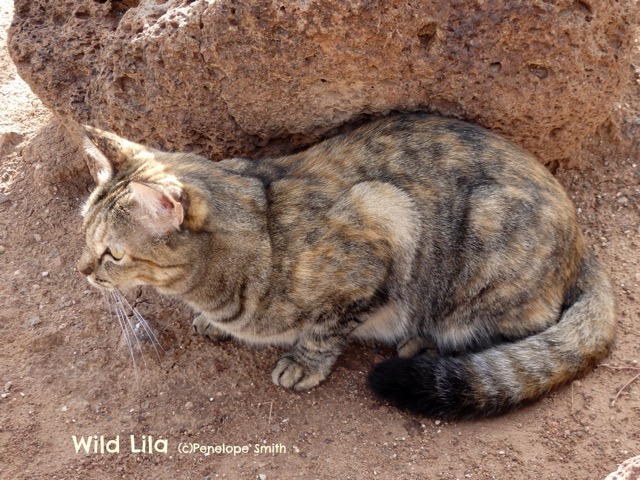 Wild Lila