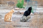 Cat Seance
