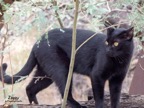 Ziggy in tree