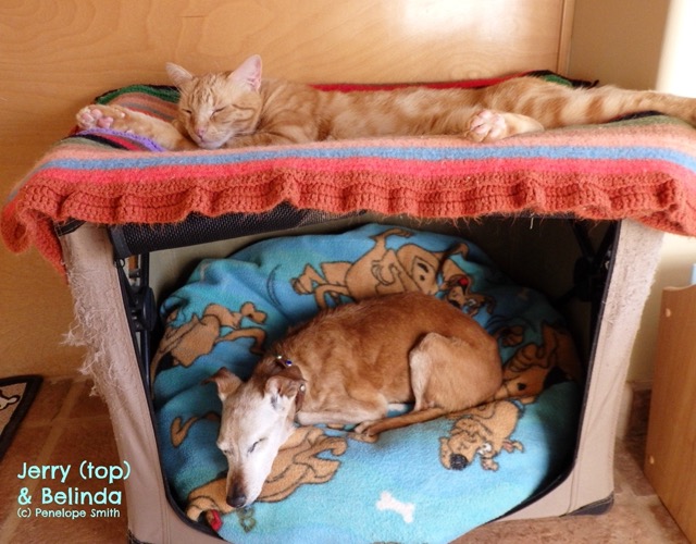Jerry & Belinda bunk bed