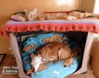 Jerry & Belinda bunk bed