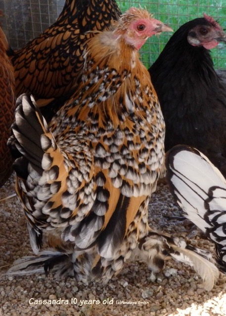 Cassandra  - Mille Fleur