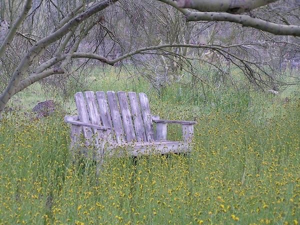 Under the Palo Verde trees