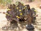 Quan Yin & Opuntia santa rita