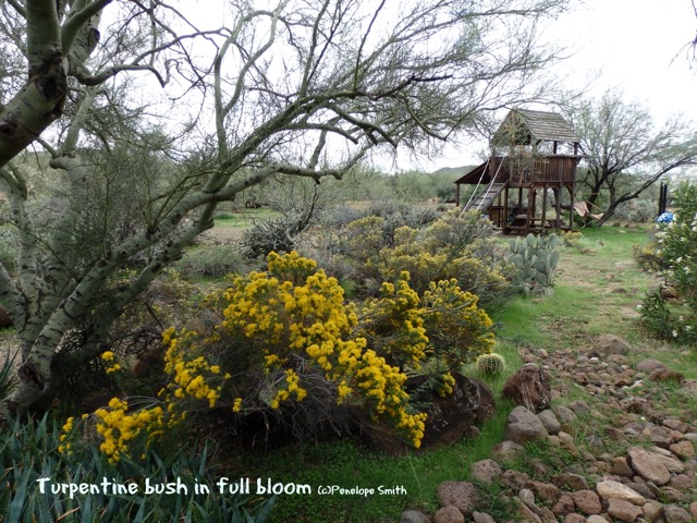 Blooming turpentine bush