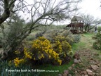 Turpentine bush full bloom