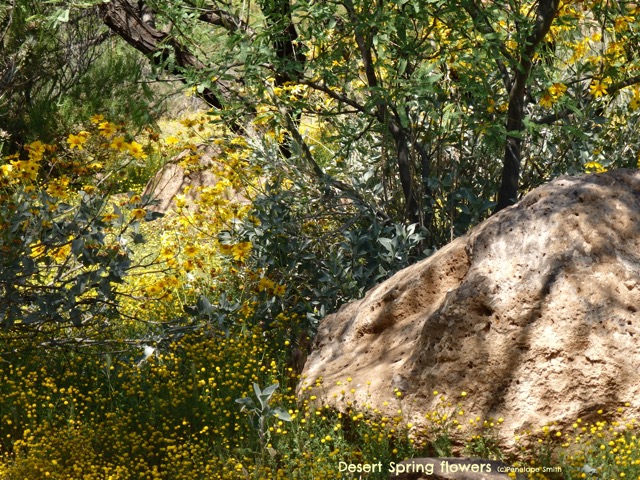 Spring wildflowers