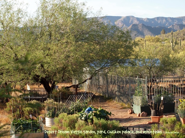Vegetable garden and yard