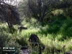 Wild land