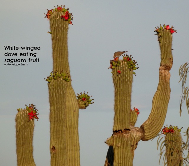 Doves eating Saguaro fruit