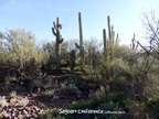 Saguaro Conference